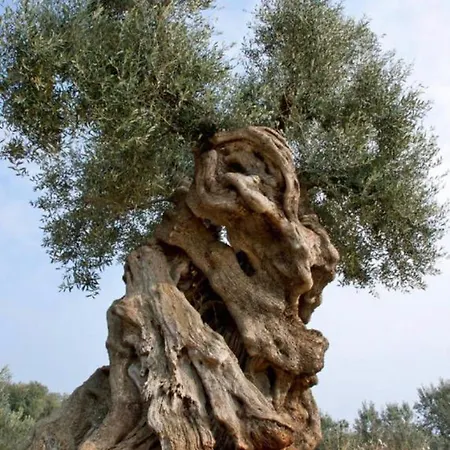 Σπίτι διακοπών Stella Bianca Savelletri