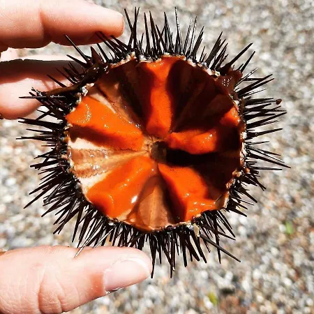 Stella Bianca Savelletri